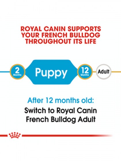 BHN FRENCH BULLDOG PUPPY 3K_web3